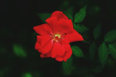 Close-up of red rose flower in park