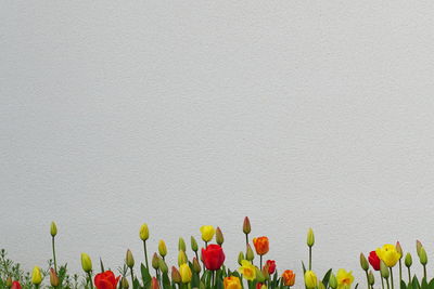 Multi colored tulips against wall