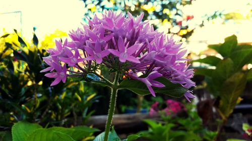 Close-up of purple flowers blooming outdoors