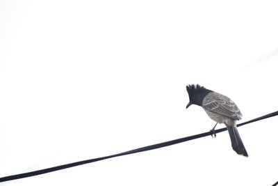 Low angle view of bird perching on cable