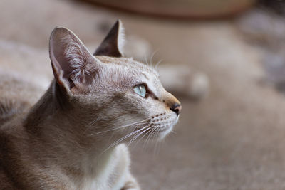 Close-up cute little cat lying and watching