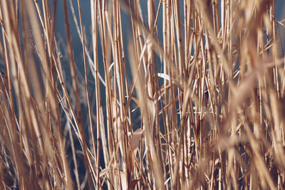Close-up of wheat plants