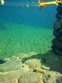 Close-up of fish swimming in sea