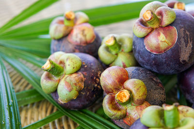 Close-up of fruits growing on plant