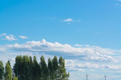 Low angle view of trees against blue sky