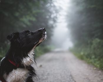 Close-up of a dog looking away