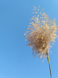 Low angle view of flowering plant against clear blue sky