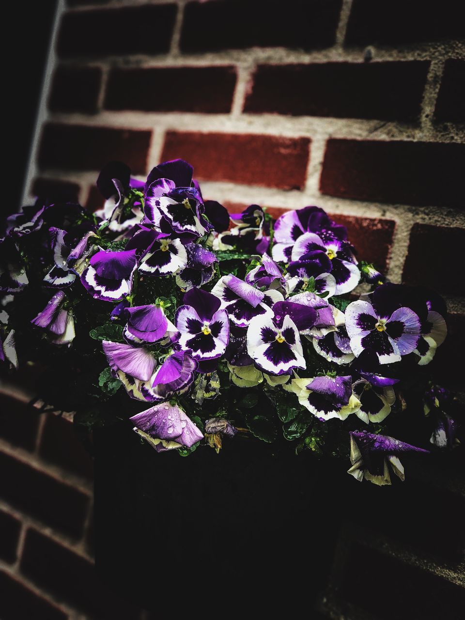 CLOSE-UP OF PURPLE FLOWER PLANT