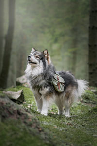 Portrait of a young finnish lapphund dog in the forest or woods wearing backpack