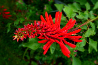 Close-up of red flower