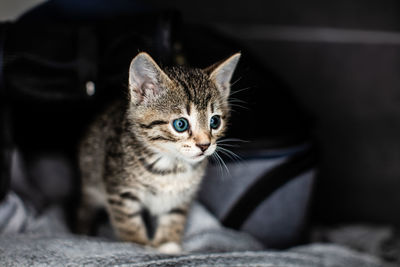 Close-up of cat looking away