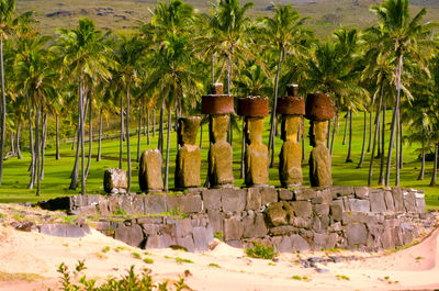 Palm trees and plants