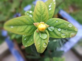 Close-up of wet plant