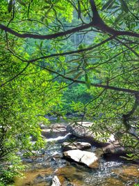 Trees in a forest