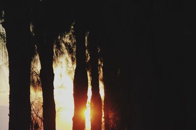 Low angle view of silhouette trees against sky during sunset