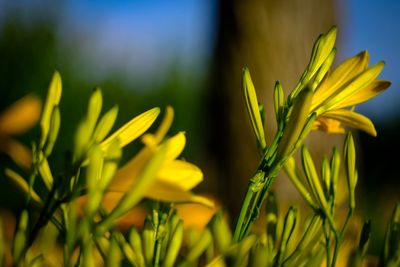 Close-up of yellow flowering plant on field