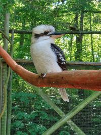 Close-up of bird perching on branch in forest