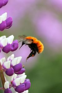 Close-up of bee on pink flower