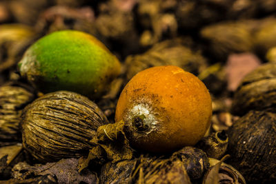 Close-up of fruits on field