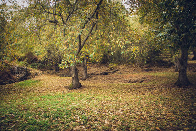 Trees in forest during autumn
