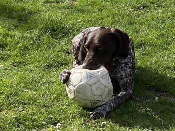 Dog looking away on field