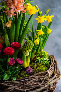 Close-up of potted plant in basket