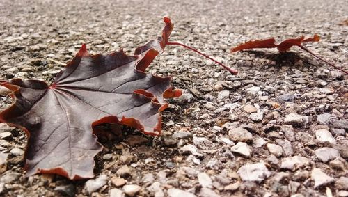 Close-up of dry autumn leaves