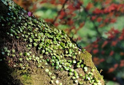 Close-up of moss growing on tree trunk