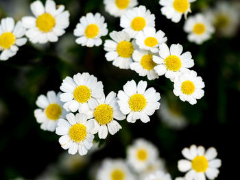 Close-up of white daisy flowers