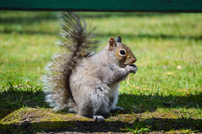 Close-up of squirrel at park