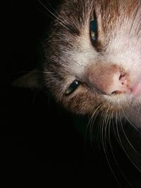 Close-up portrait of cat