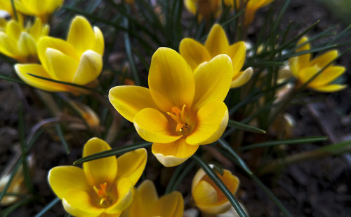 Close-up of yellow crocus flowers