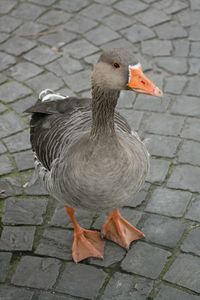 Close-up of birds