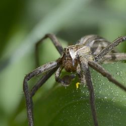 Close-up of spider on plant