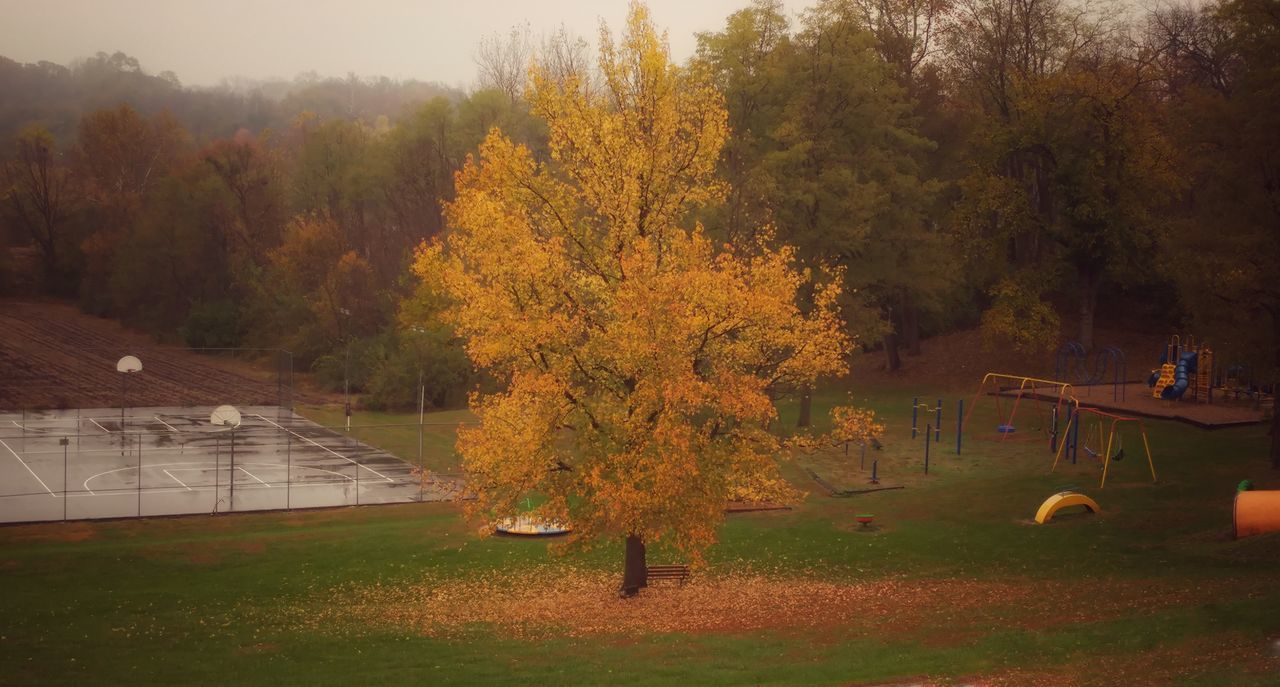 tree, change, nature, growth, autumn, beauty in nature, no people, sky, outdoors, day