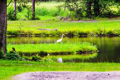 Bird in a lake