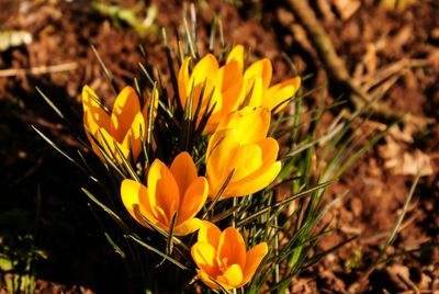 Close-up of yellow crocus blooming outdoors