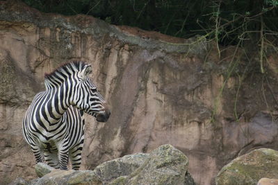 Close-up of zebra on rock