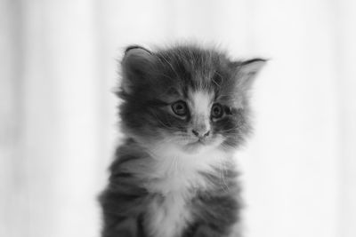 Close-up portrait of a kitten