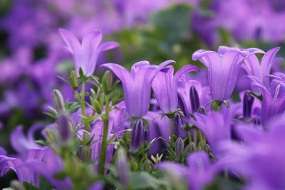 Close-up of pink flowers
