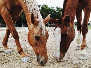 Horses grazing