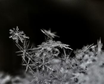 Close-up of plants during winter