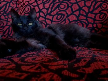 Portrait of cat relaxing on bed