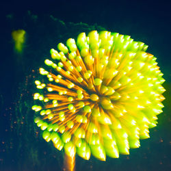 Close-up of multi colored flower