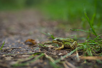 Close-up of lizard on grass