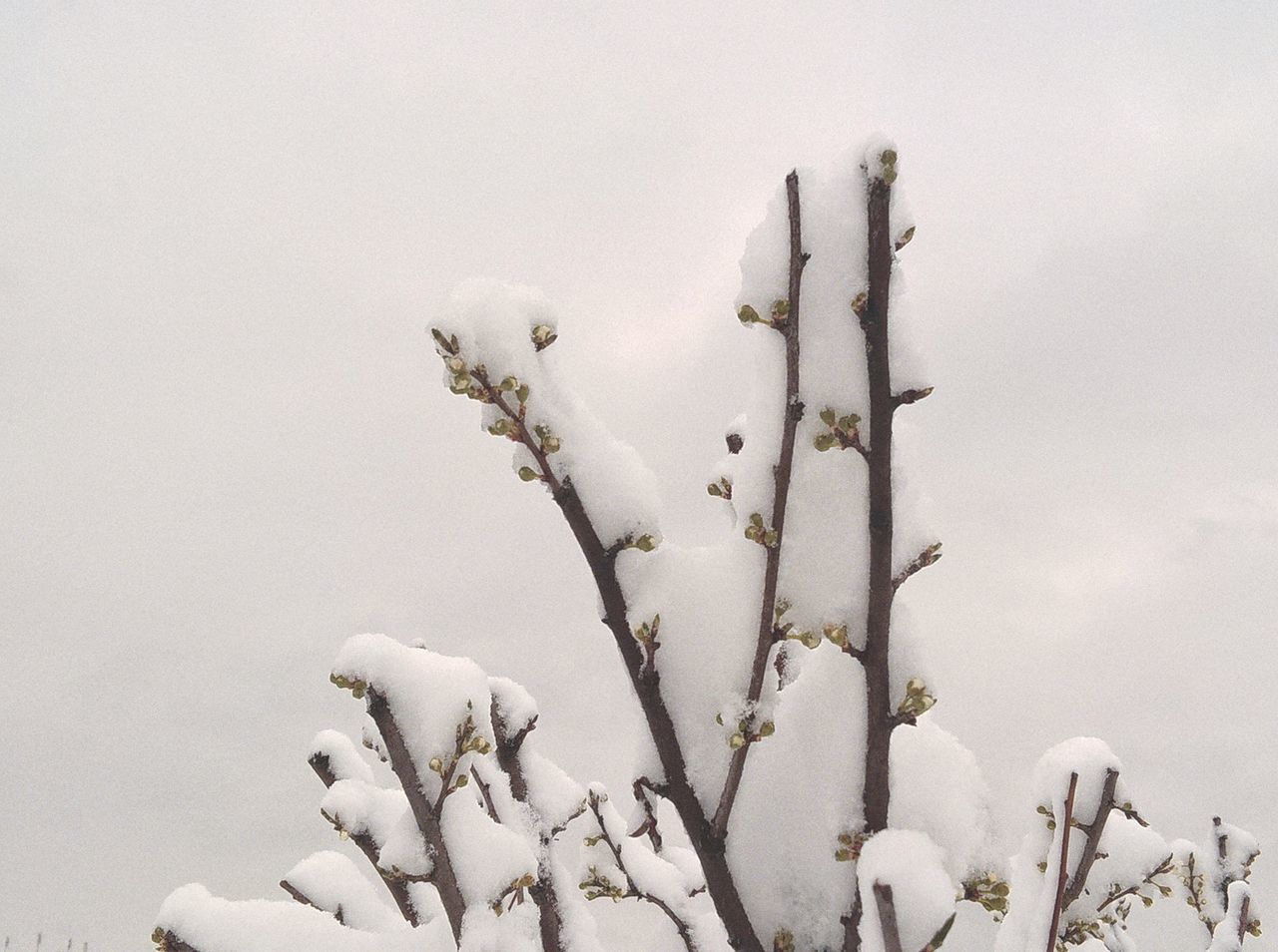 Snow on blossoms