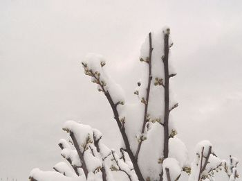 Low angle view of white flowers against sky