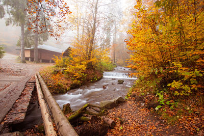 Trees growing in forest during autumn