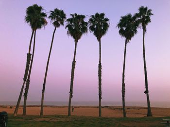 Palm trees on beach against sky