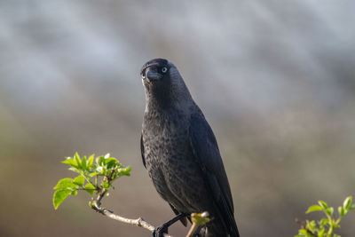 Close-up of bird perching on a plant